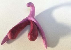 Voilà, el clítoris: una reproducción en 3D para conocer el placer femenino